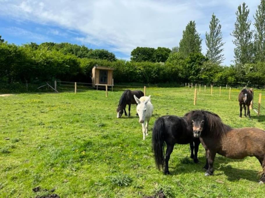 Neddys Rest Luxury Horsebox Stay バトル エクステリア 写真